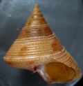 Calliostoma granulatum